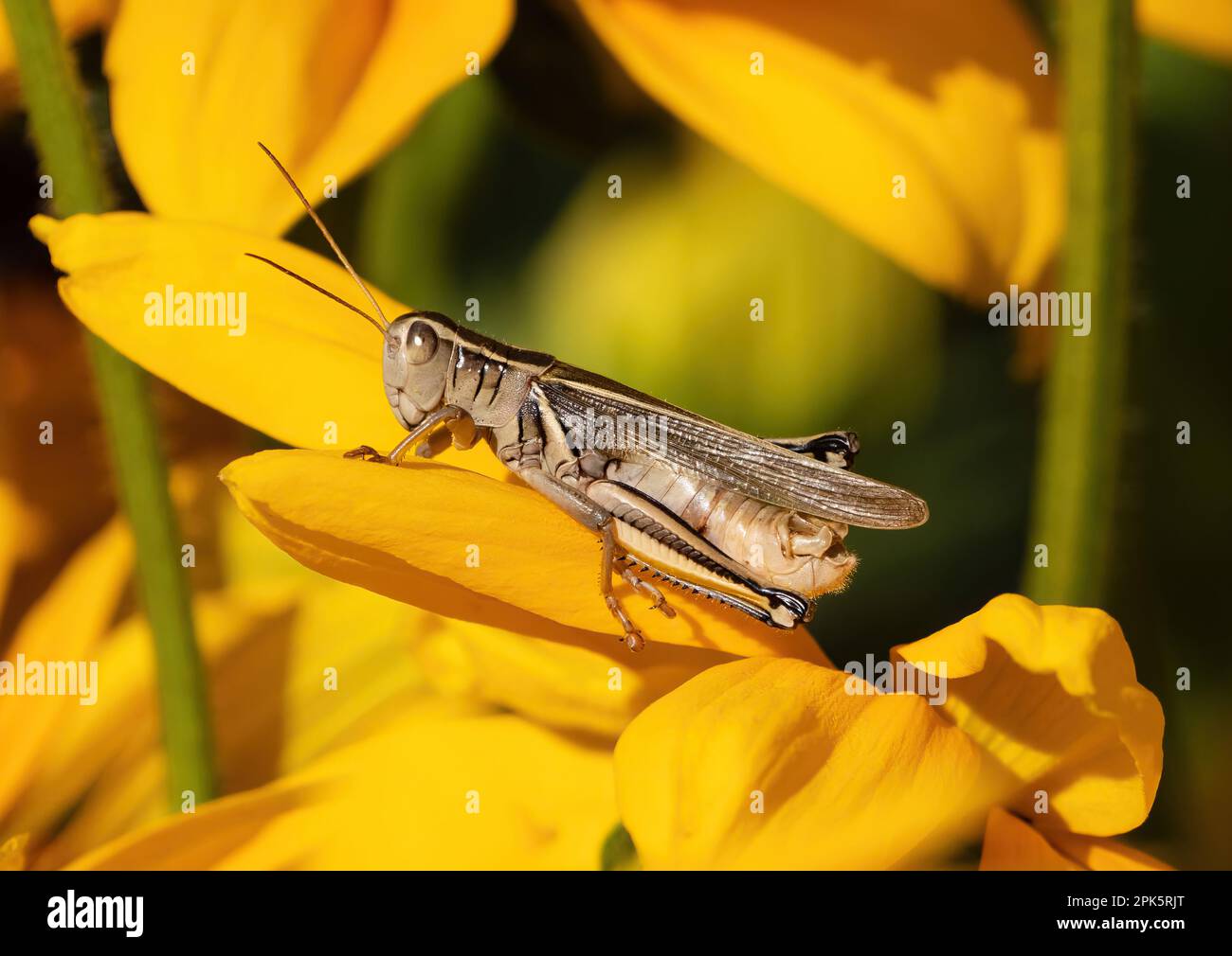 Gros plan d'une sauterelle au milieu des pétales de fleur de Susan à yeux noirs. Banque D'Images