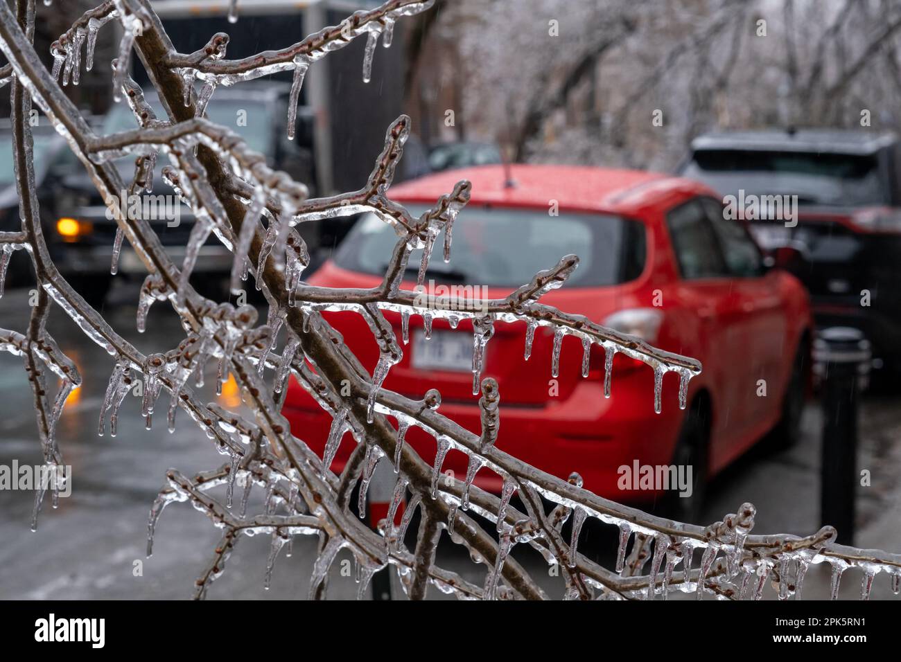 Branches d'arbres gelées après une tempête de verglas à Montréal Banque D'Images