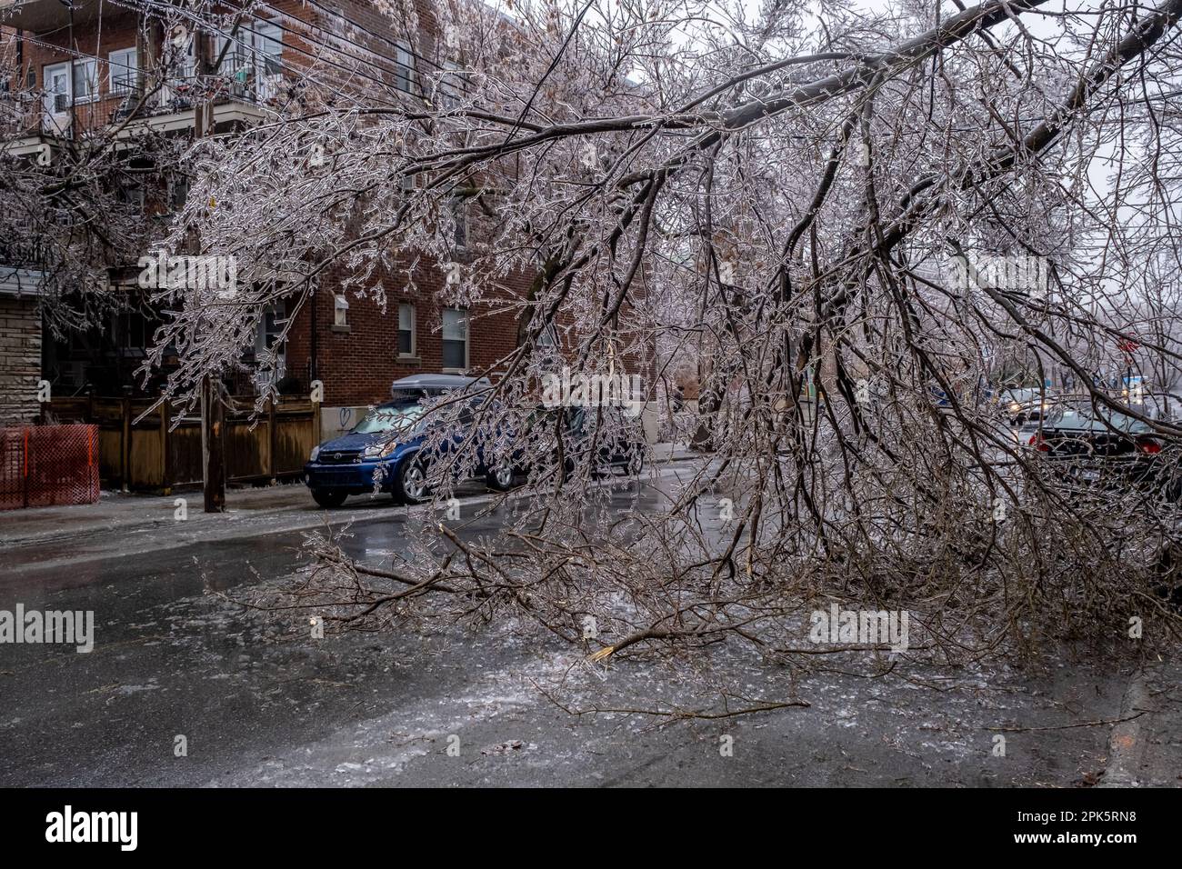 Montréal, CANADA - 5 avril 2023 : la tempête de pluie verglaçante a endommagé un arbre Banque D'Images