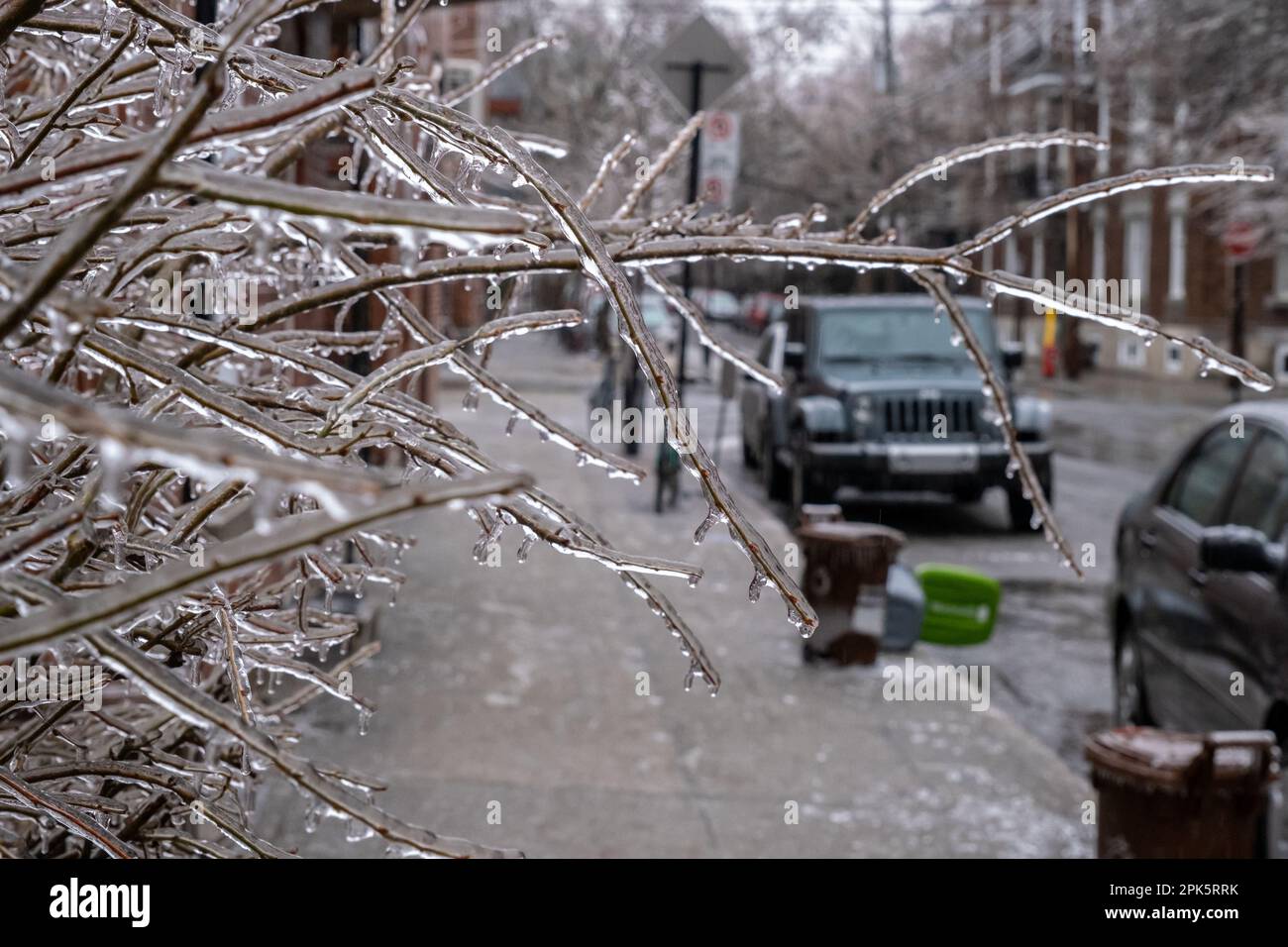Branches d'arbres gelées après une tempête de verglas à Montréal Banque D'Images