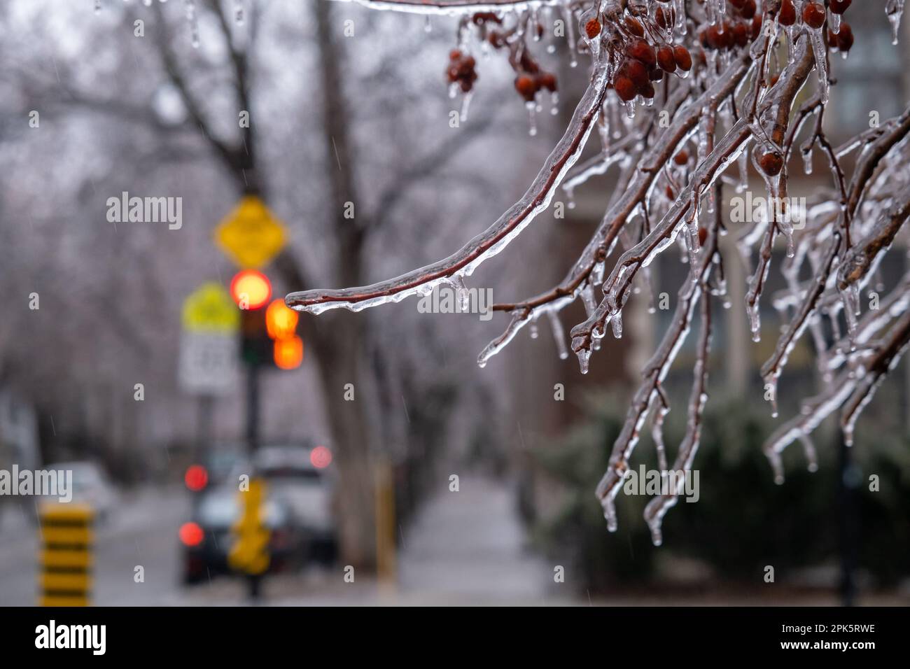 Branches d'arbres gelées après une tempête de verglas à Montréal Banque D'Images