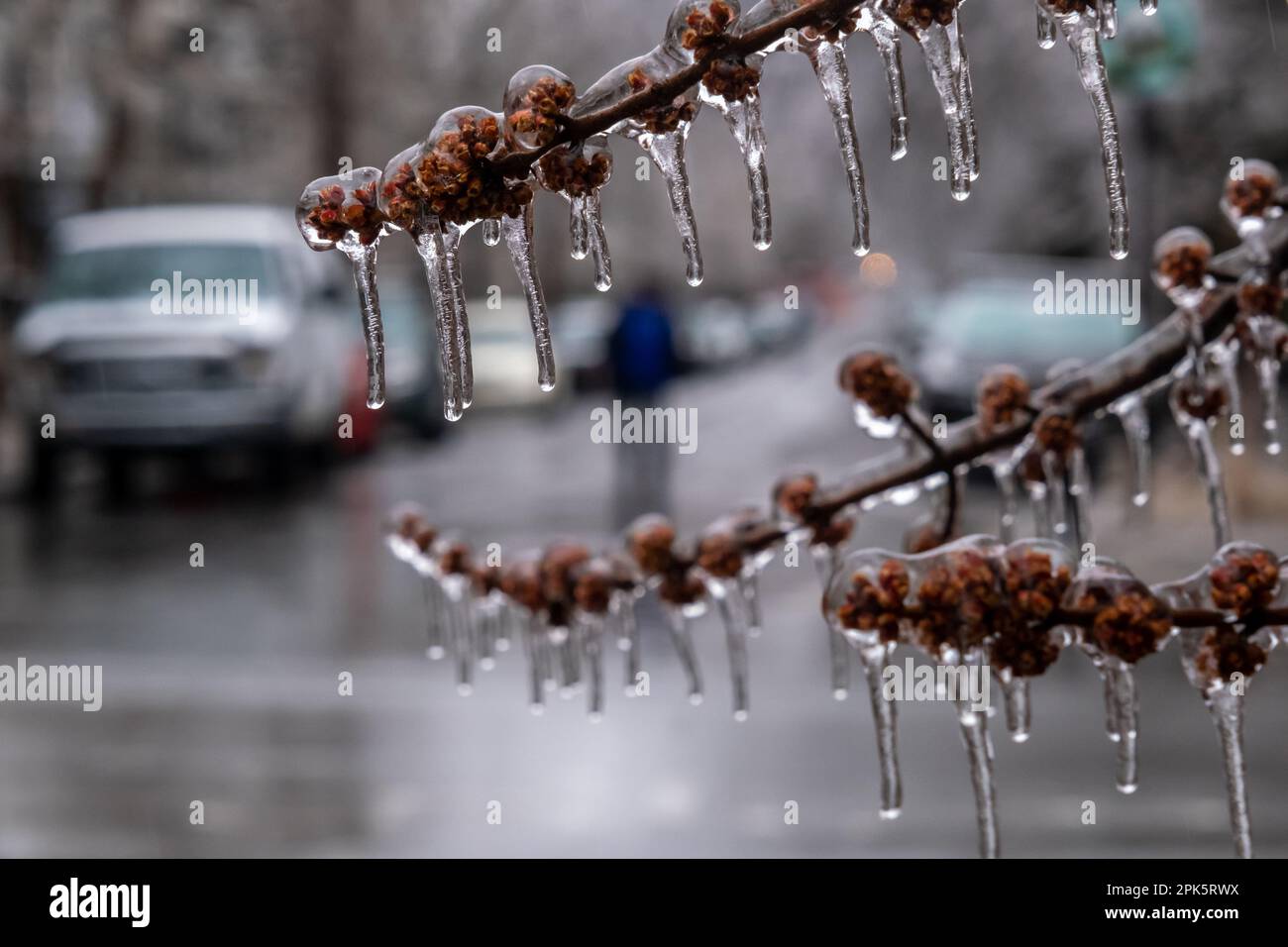 Branches d'arbres gelées après une tempête de verglas à Montréal Banque D'Images