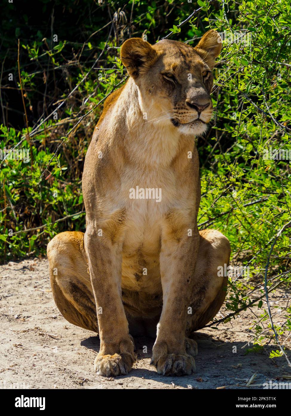 Portrait sans lioness, Duba Plains, réserve de Kwedi, delta d'Okavango, Botswana Banque D'Images