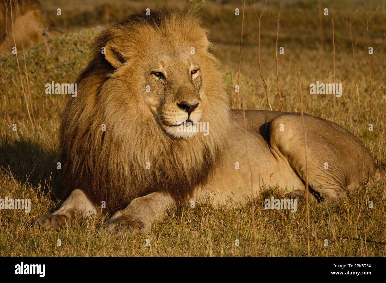 Lion assis dans l'herbe, Duba Plains, réserve de Kwedi, delta d'Okavango, Botswana Banque D'Images