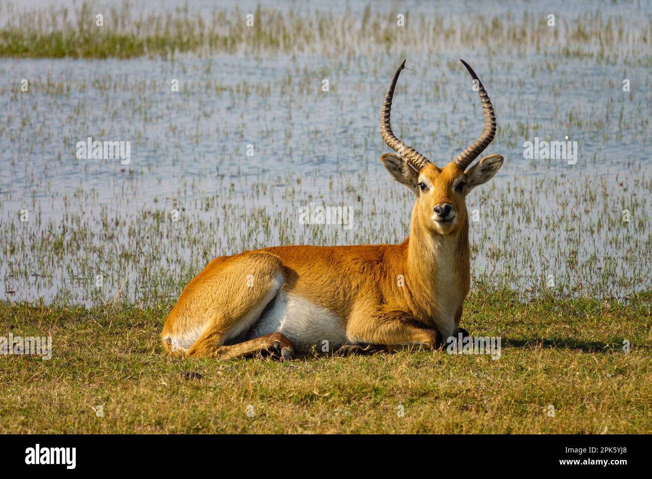 Letchwe in grass, Selinda Reserve, Botswana Banque D'Images