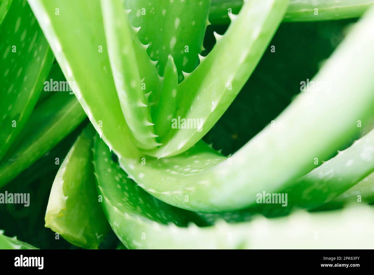 Racines de l'Aloe vera Photo Stock - Alamy
