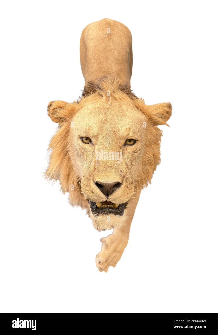 Le lion de taxidermie est isolé et marche en avant avec les salaires surchargés. Sa tête et sa manie, ses yeux et son museau dominent sur la photo. Banque D'Images