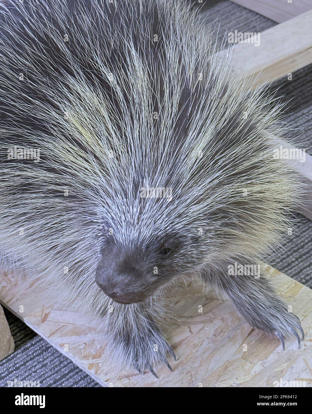 Le porcupine sauvage de taxidermy est exposé en bois. Il a un museau et les yeux sont à l'écoute. Ses quills sont blancs, gris, noirs et il est lié à la polecat. Banque D'Images