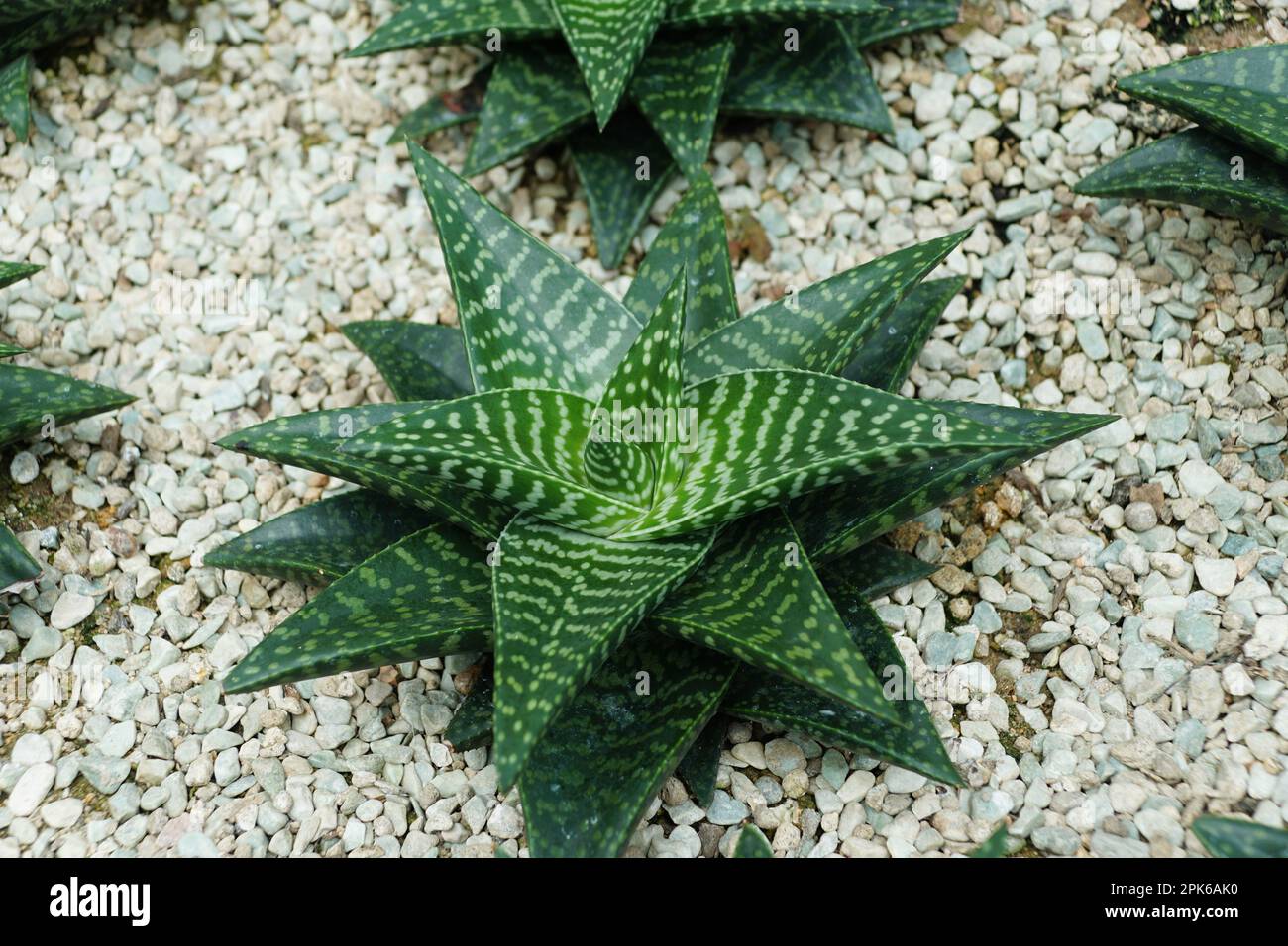 Couleur verte de Haworthia limifolia, une dainty succulente, produisant des rosettes en spirale de feuilles charnues vert profond avec des pointes pointues et aiguisées Banque D'Images