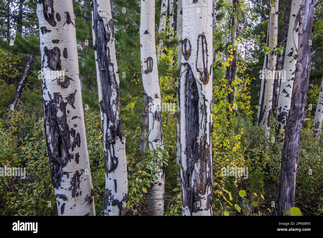 Gros plan des troncs de peuplier faux-tremble montrant les dommages infligés par le frottement de la faune et le raclage de l'écorce. Parc national de Grand Teton, Wyoming, États-Unis Banque D'Images