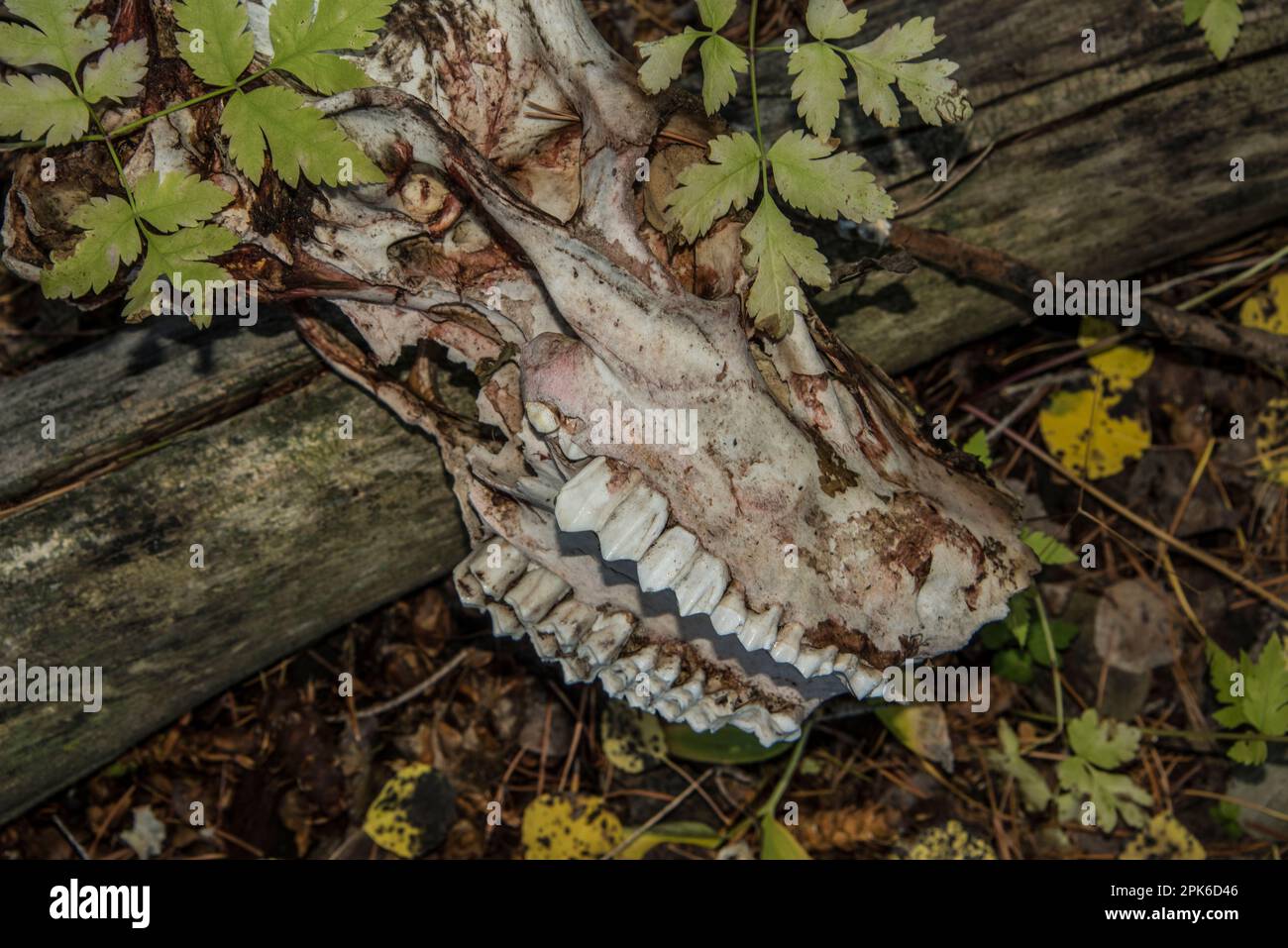 Mâchoire supérieure et crâne de buck de cerf mulet naturellement mort, sciences et éducation, parc national de Grand Teton, Wyoming, États-Unis Banque D'Images