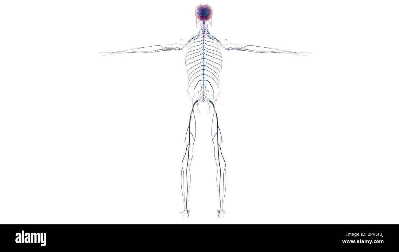 Anatomie du système nerveux du cerveau humain pour l'illustration du concept médical 3D Banque D'Images