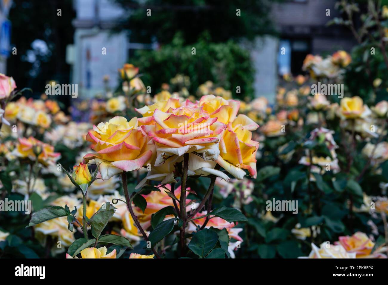 Fleurs de roses jaunes dans la ville, un jour ensoleillé, foyer sélectif. Banque D'Images