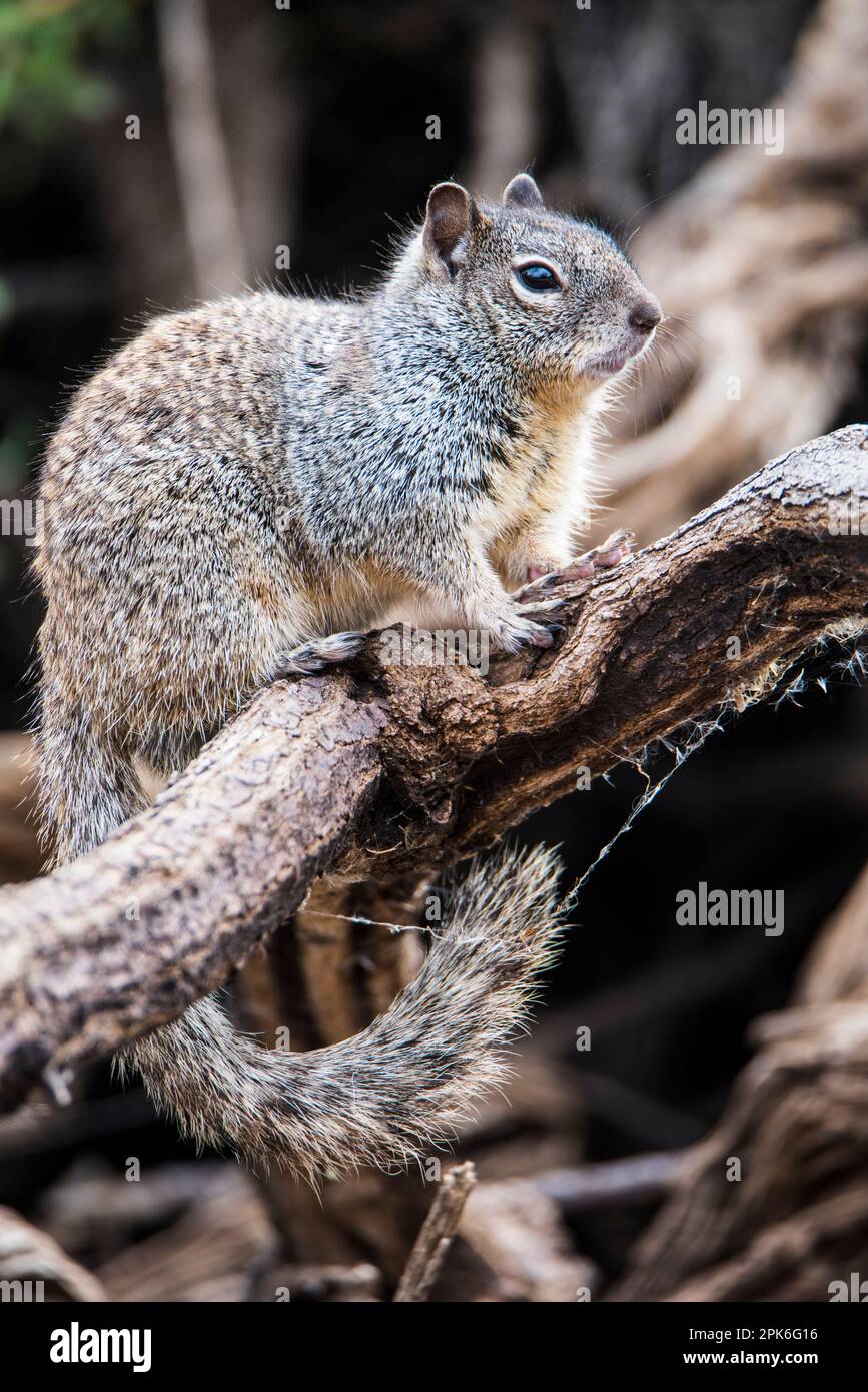Un écureuil rocheux est situé sur une branche de la réserve riveraine de Water Ranch, Gilbert, Arizona, États-Unis. Bonne photo d'identité Banque D'Images