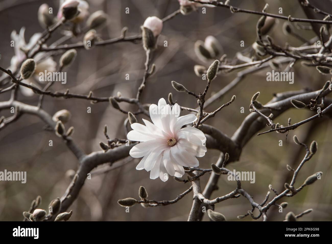 Une branche de magnolia bourgeonnante et florissante, fleur unique, Washington, DC, USA Banque D'Images