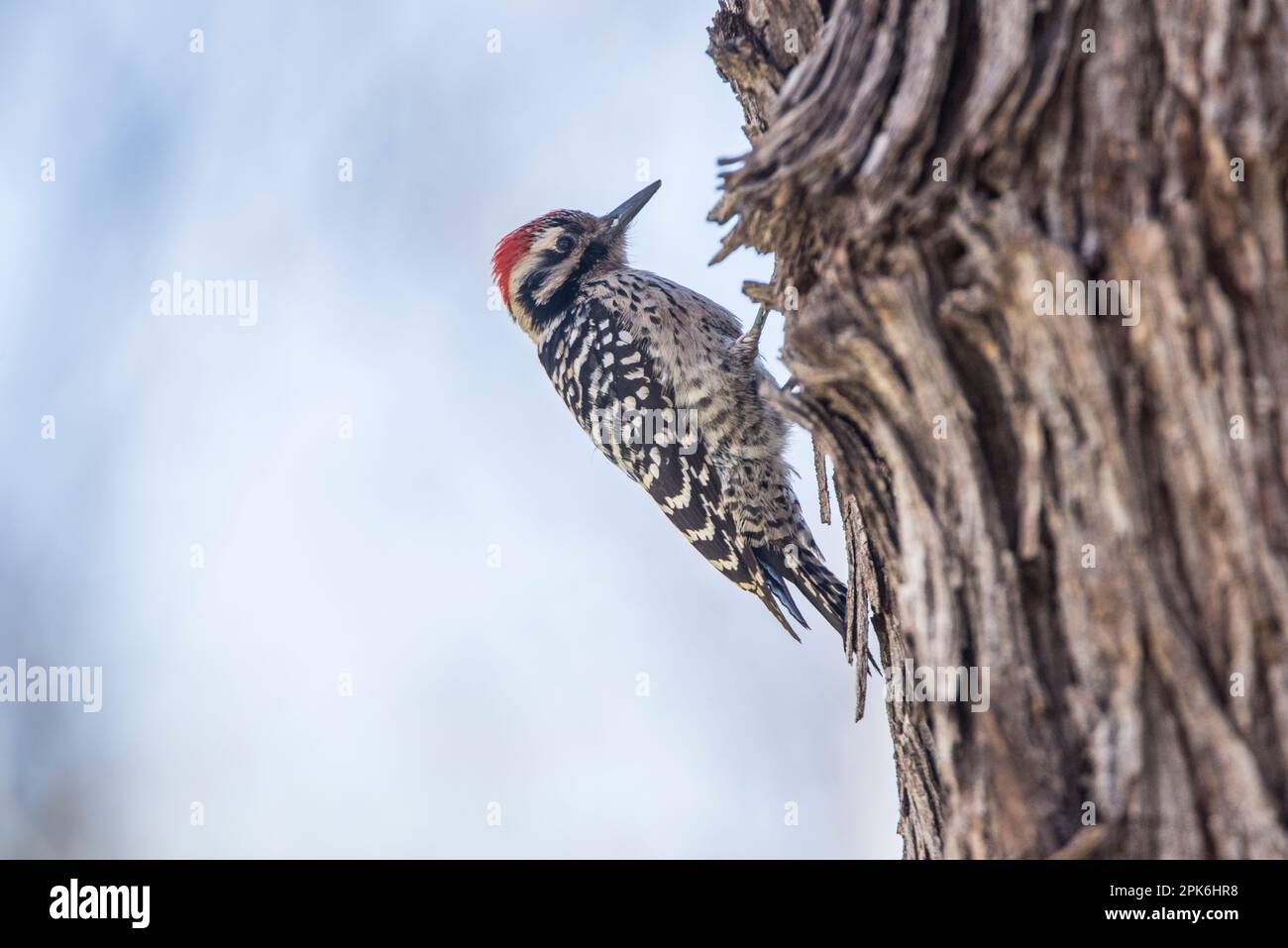 Profil d'un pic mâle à dos en échelle sur un arbre en bois de coton, réserve de colibris de Paton, Patagonia, Arizona, États-Unis Banque D'Images