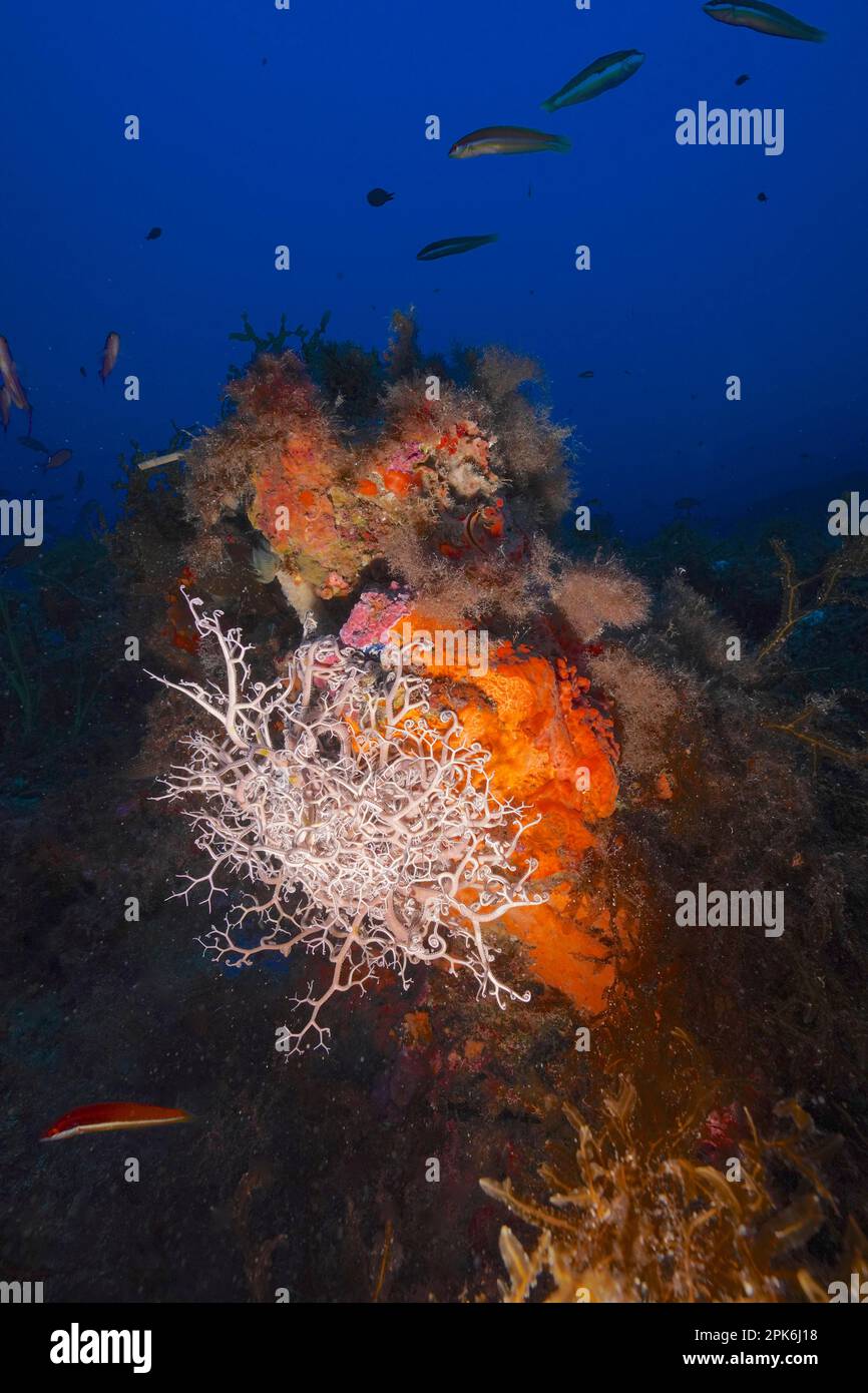 L'étoile du panier méditerranéen (Astrospartus mediterraneus) dans la mer Méditerranée près d'Hyères. Site de plongée sur la péninsule de Giens, Côte d'Azur, France Banque D'Images