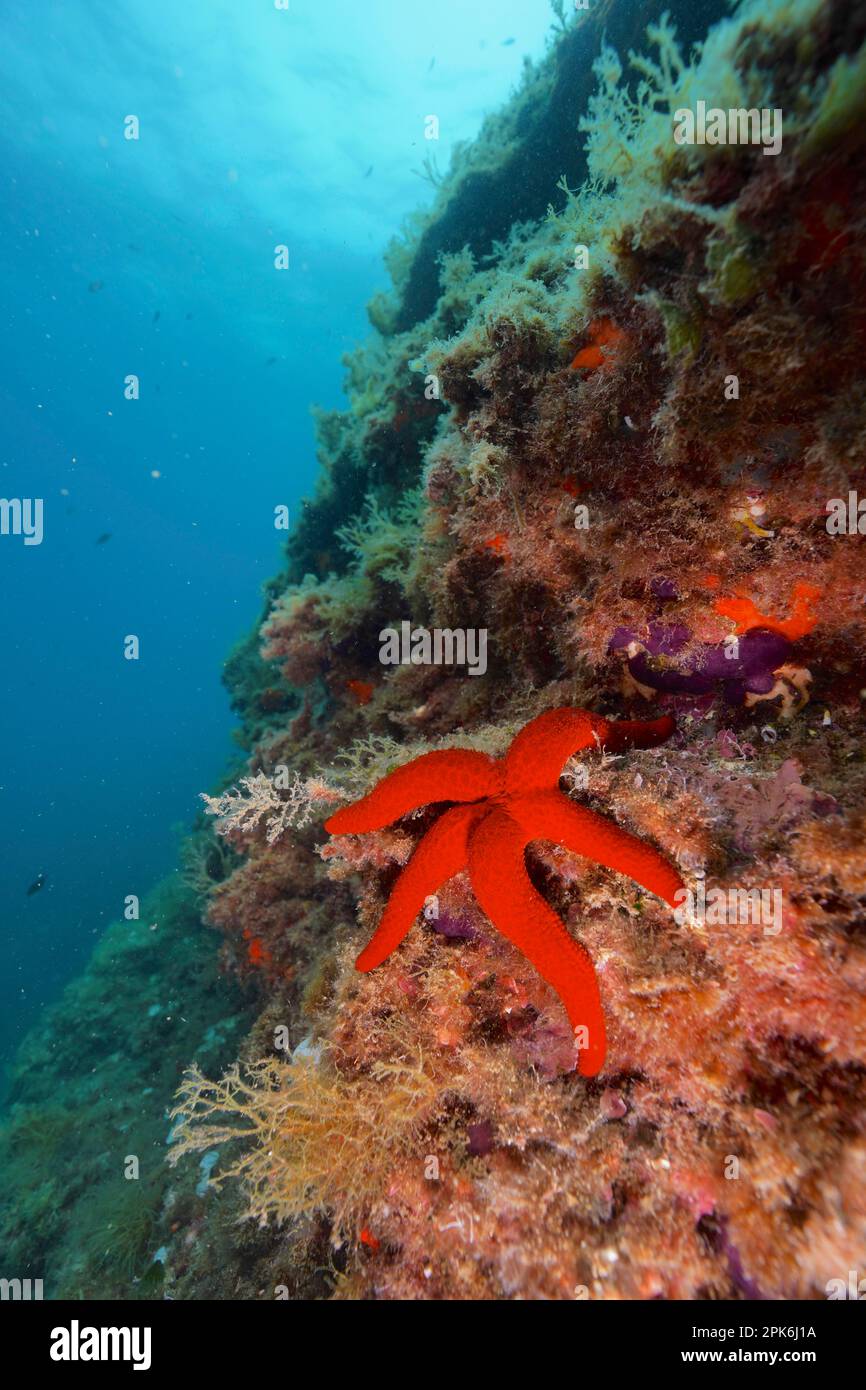 Étoile de mer rouge méditerranéenne (Echinaster seposituus), site de plongée réserve marine Cap de Creus, Rosas, Costa Brava, Espagne, Mer méditerranée Banque D'Images