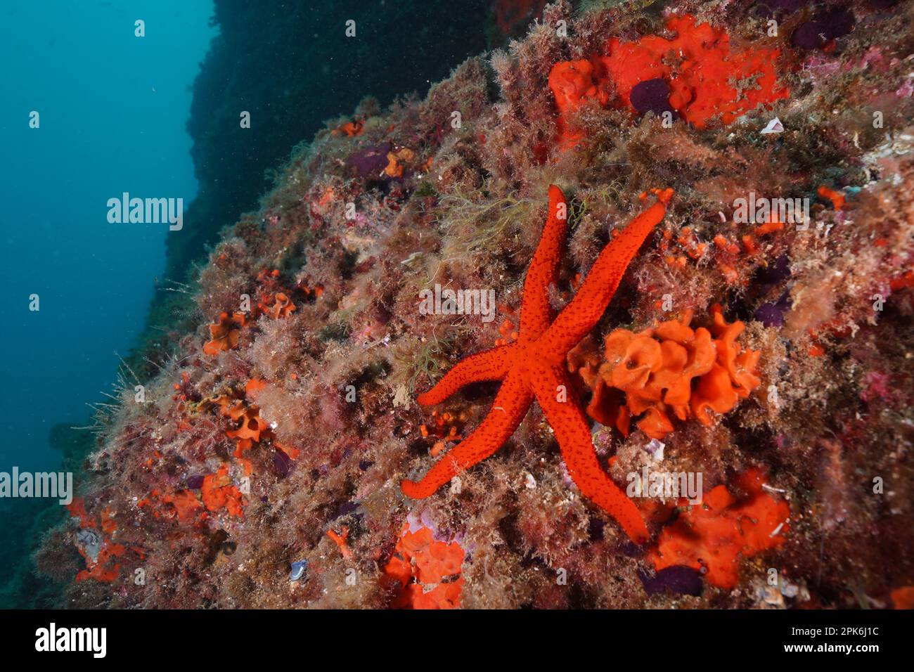 Étoile de mer rouge méditerranéenne (Echinaster seposituus), site de plongée réserve marine Cap de Creus, Rosas, Costa Brava, Espagne, Mer méditerranée Banque D'Images