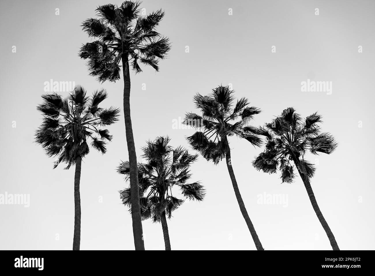 Palmiers à la plage de Santa Monica. Arrière et blanc. Mode, voyage, été, vacances et concept de plage tropicale Banque D'Images