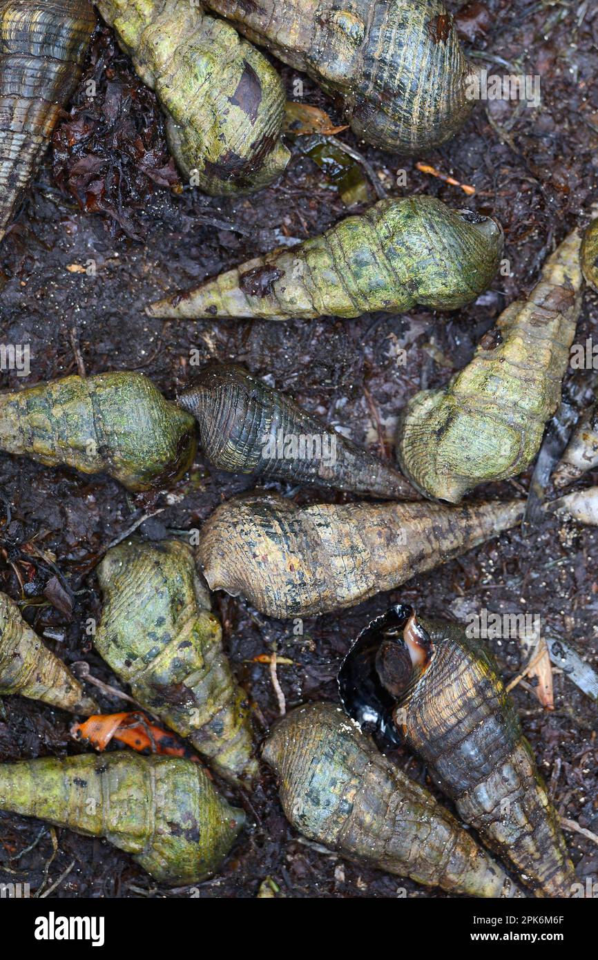 Les buccins mangrove géante (Terebralia palustris) à marée basse, l'île Curieuse, Seychelles Banque D'Images