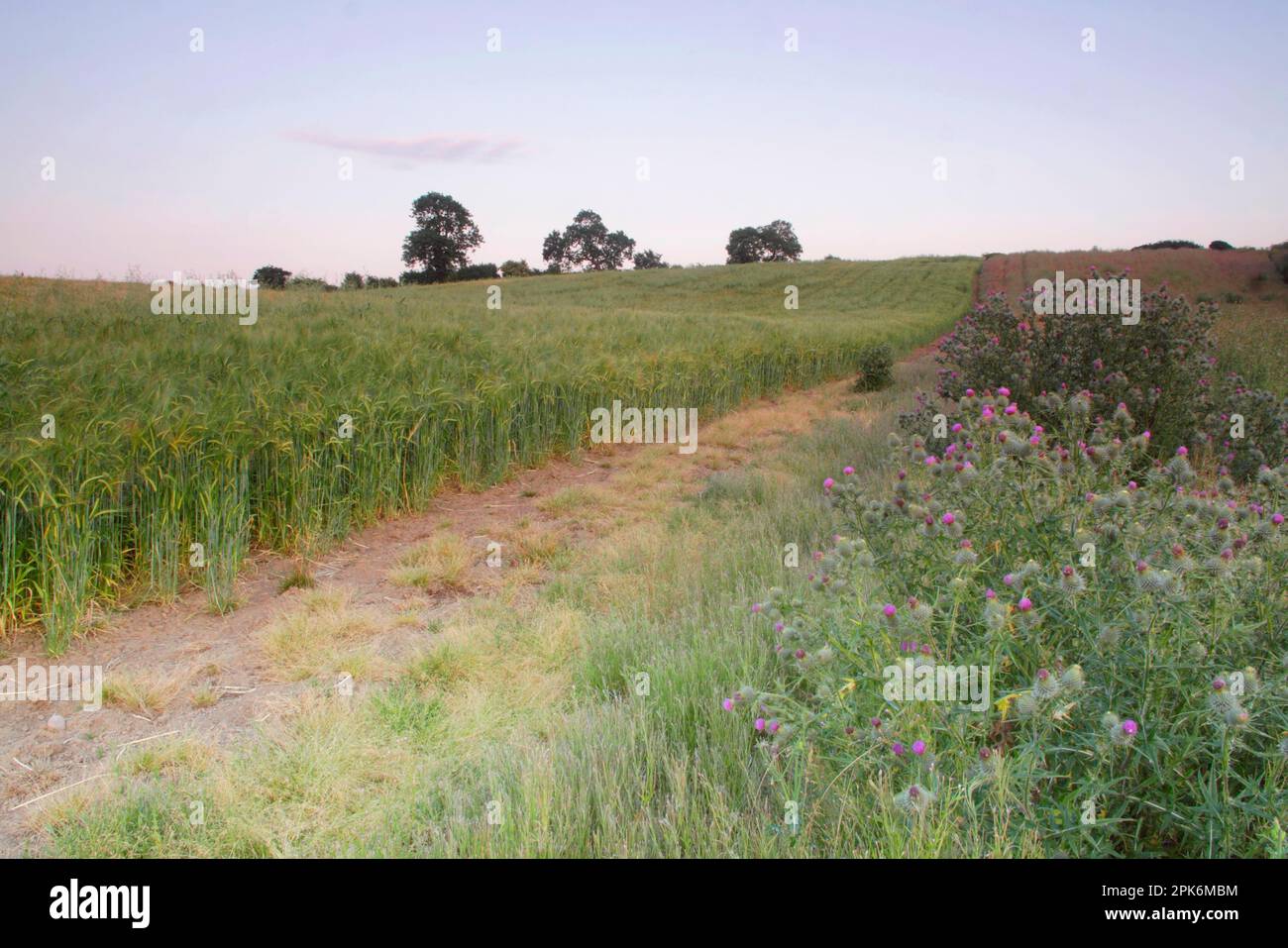 Orge (Hordeum vulgare), récolte, champ de mûrissement au crépuscule, herbes et thistles poussant au bord du champ, West Yorkshire, Angleterre, Uni Banque D'Images