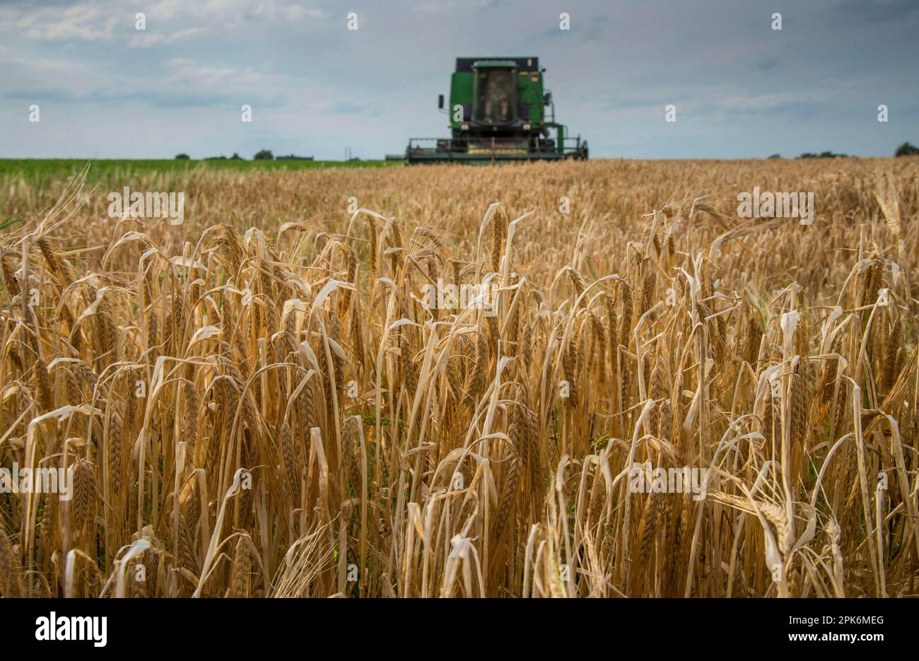 Récolte d'orge (Hordeum vulgare), têtes de semis mûres au champ, avec moissonneuse-batteuse John Deere moissonnant en arrière-plan, Pilling, Preston, Lancashire Banque D'Images