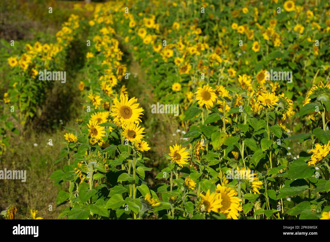Tournesol (Helianthus sp.), floraison dans le champ, Suède Banque D'Images