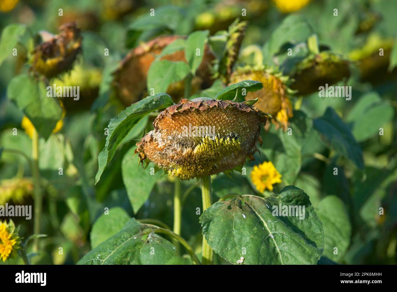 Récolte de tournesol (Helianthus sp.), têtes de semence dans le champ, Suède Banque D'Images
