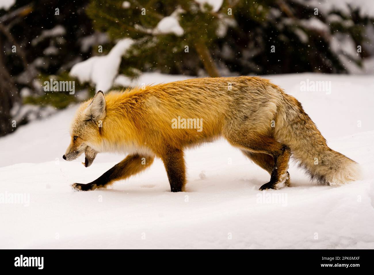 Portrait du renard sur la route Banque D'Images