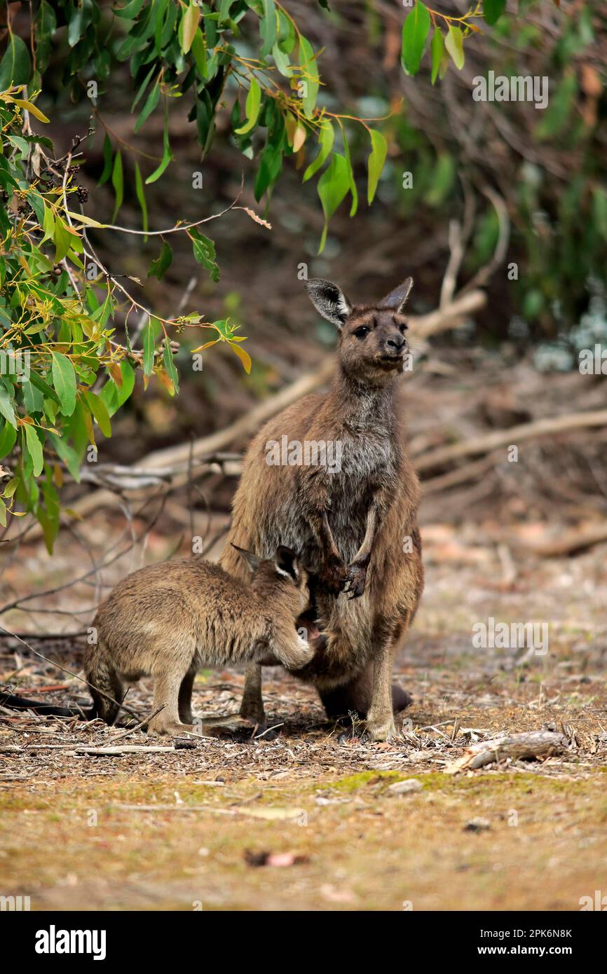 Kangaroo Island Kangaroo Island (Macropus fuliginosus fuliginosus), adulte avec un jeune lait, mère avec un jeune en poche, Kangaroo Island, Sud Banque D'Images