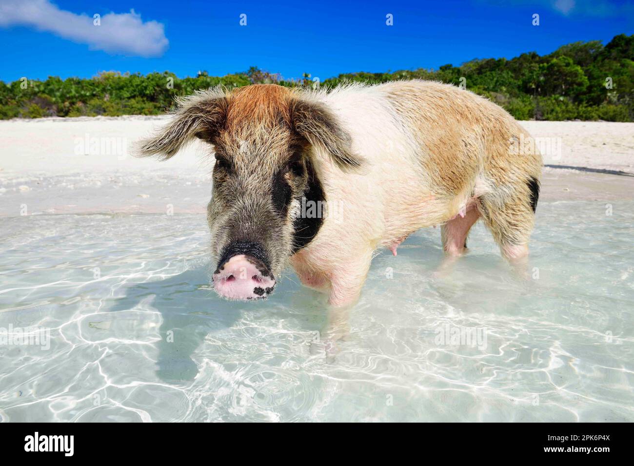 Pig de natation, Big Major Cay, Exuma Cays, Bahamas Banque D'Images