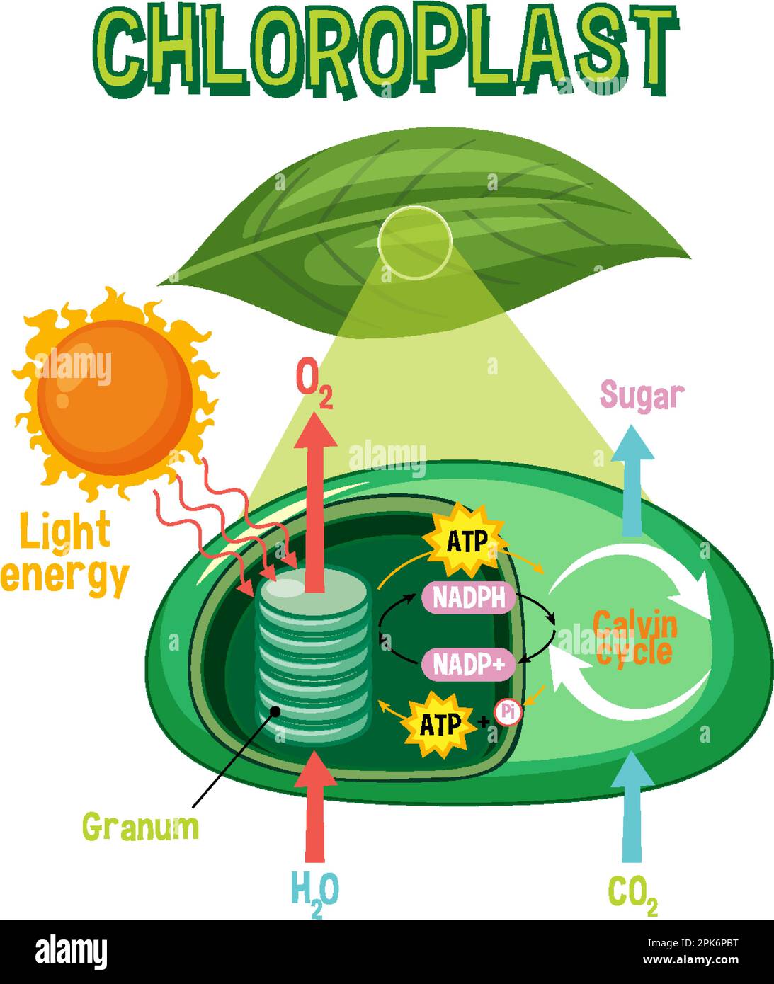 Diagramme de la photosynthèse pour illustration de l'enseignement de la biologie et des sciences de la vie Illustration de Vecteur