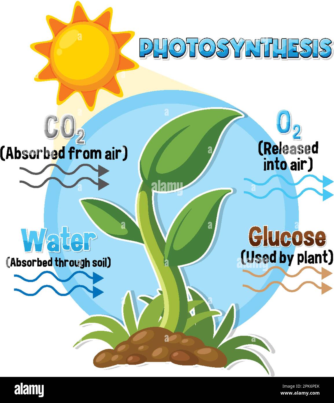 Diagramme de la photosynthèse pour illustration de l'enseignement de la biologie et des sciences de la vie Illustration de Vecteur