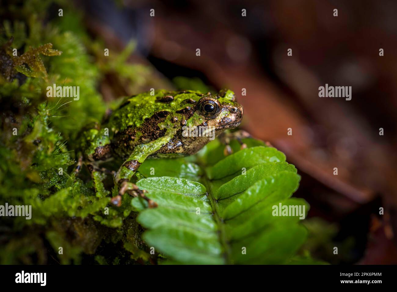 Une grenouille de pluie (Scaphiophryne marmorata) dans les forêts tropicales d'Analamazaotra Nationalpark, dans l'est de Madagascar Banque D'Images