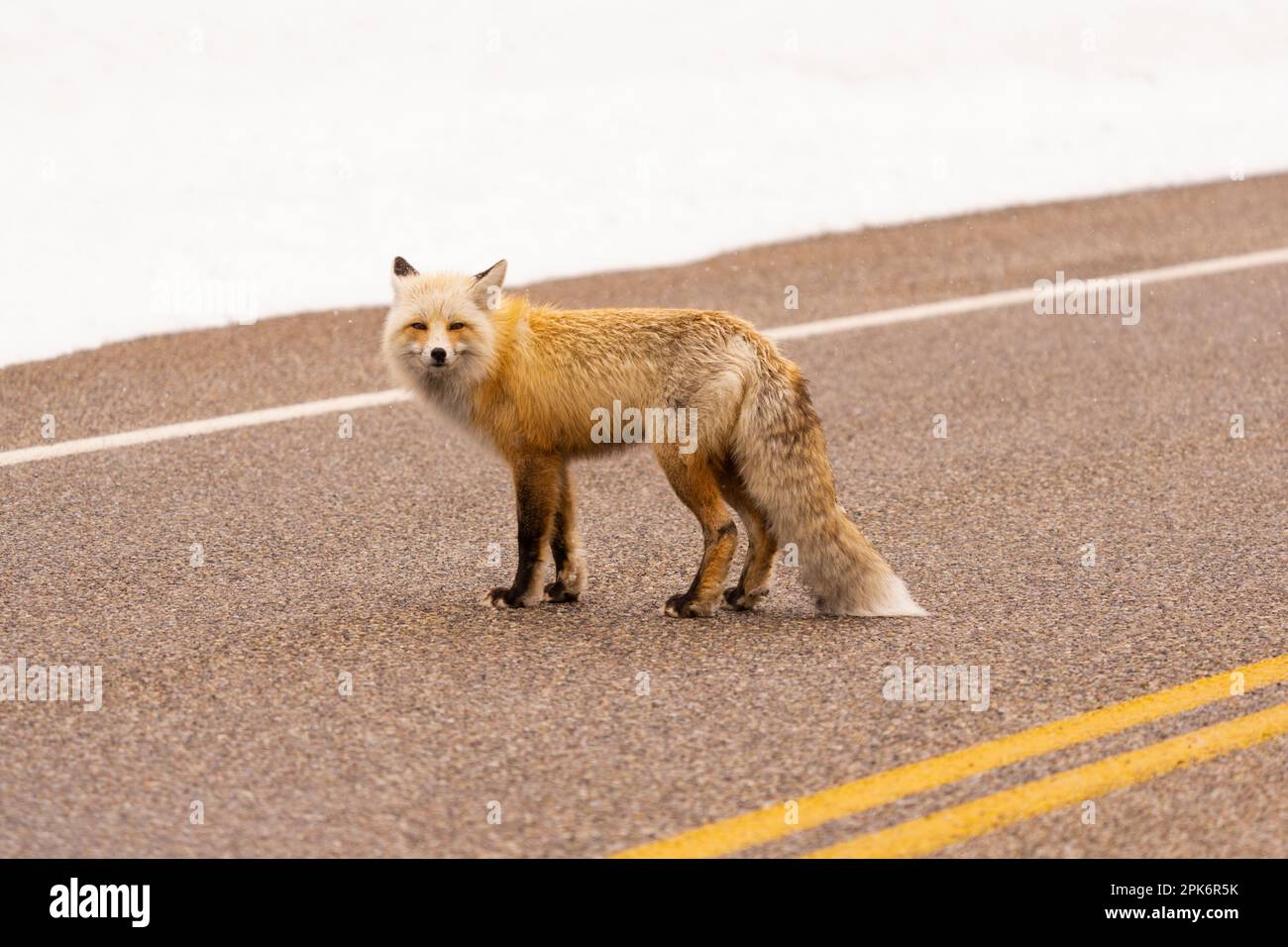 Portrait du renard sur la route Banque D'Images