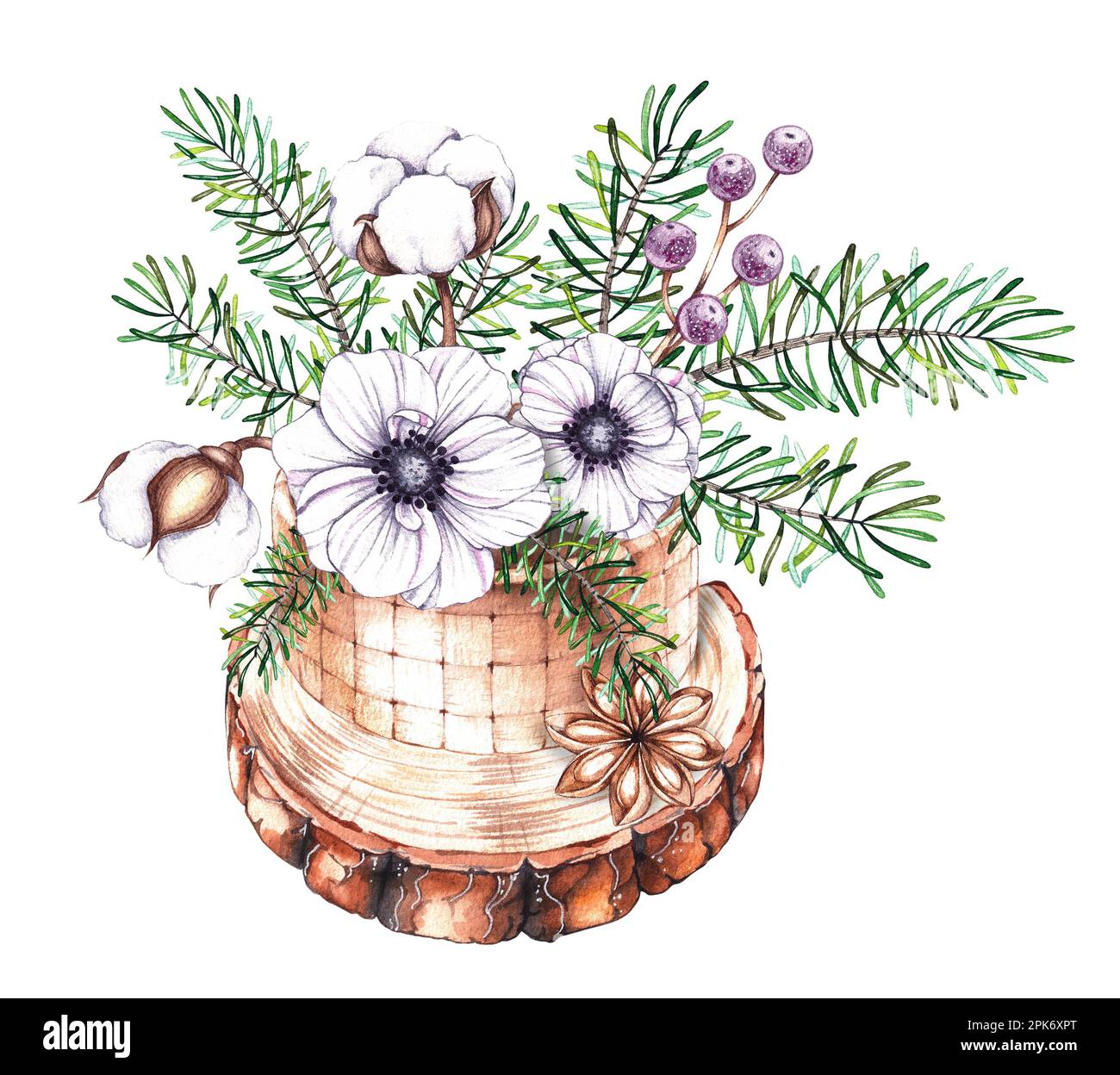 Bouquet de Noël aquarelle de aiguilles de pin, anémone, baies, fleur de coton dans un vase sur un arbre découpé en scie sur fond blanc. Noël isolé illu Banque D'Images