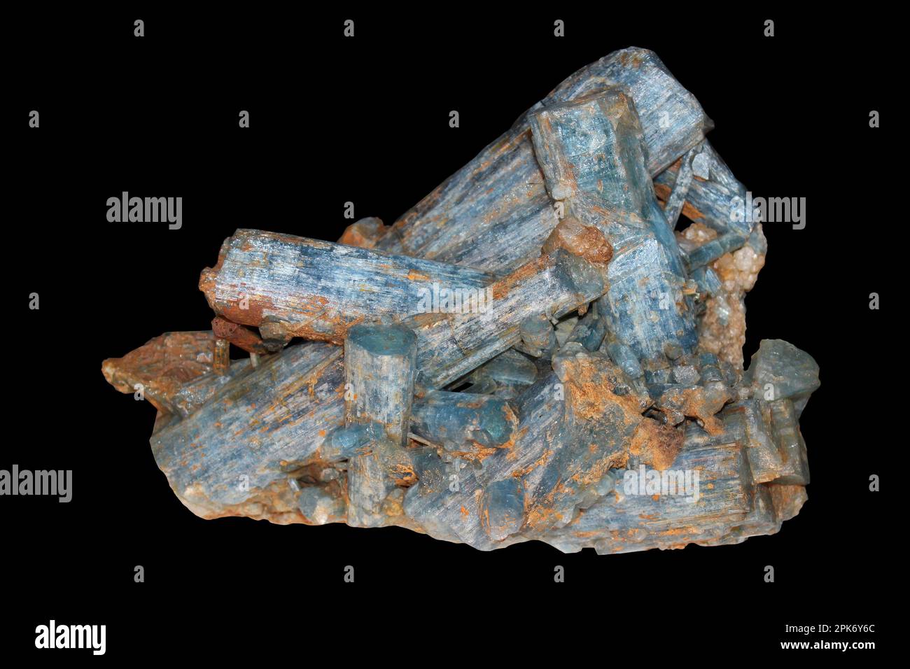 Bleu marine de la variété Beryl Banque D'Images