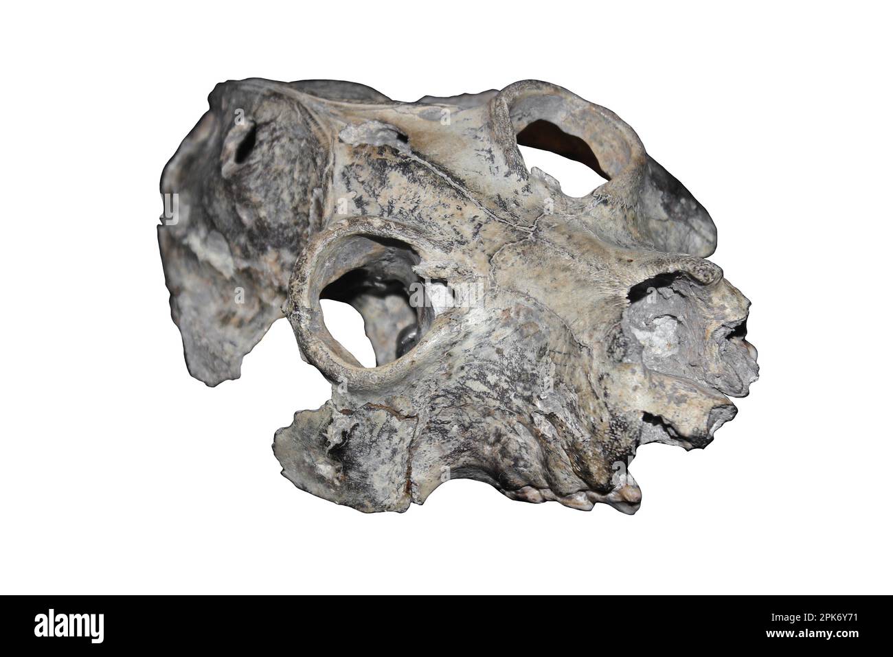 Extinction du crâne de citron géant Paleopropithecus maximus Banque D'Images