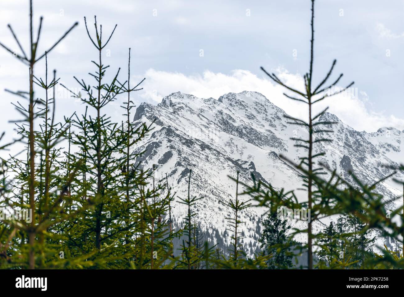 Pic de montagne couvert de neige. Spruces verts au premier plan. Concentrez-vous sur la partie arrière Banque D'Images