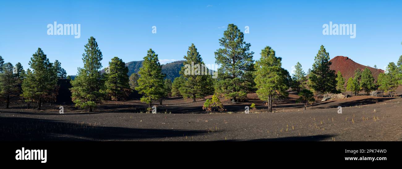 Ponderosa Pine, Sunset Crater National Monument, Arizona, États-Unis Banque D'Images