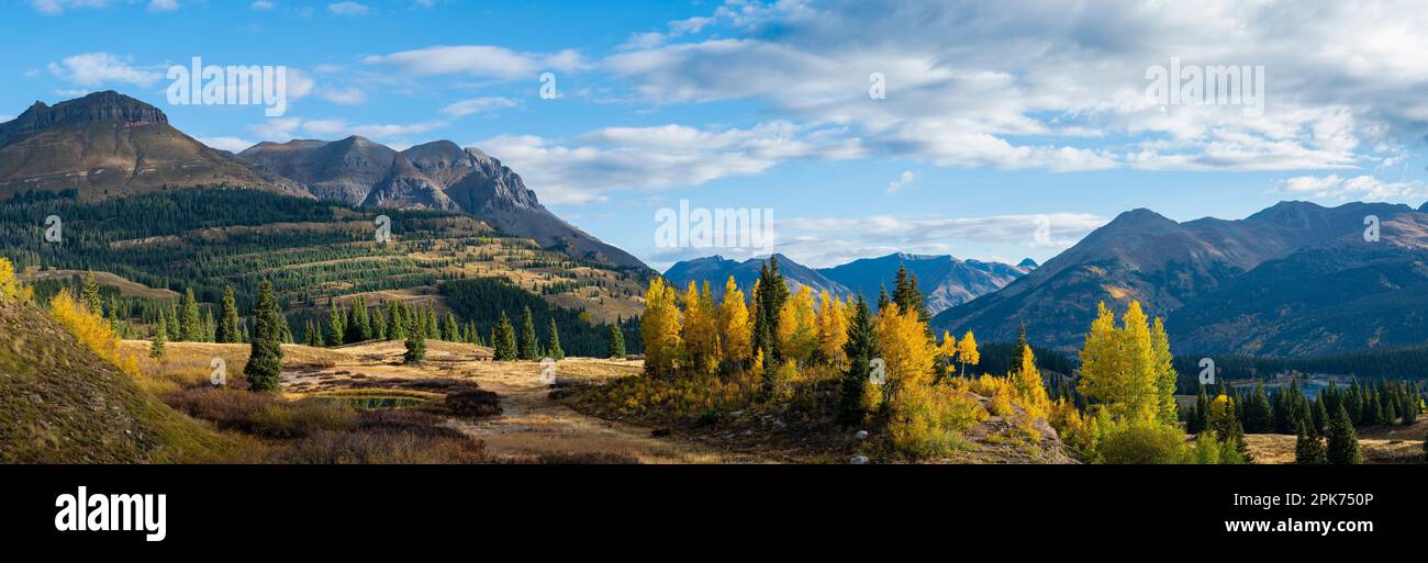 Aspen, Spruce et Fir arbres dans le soleil du matin à Molas Pass, US Highway 550, Colorado, Etats-Unis Banque D'Images