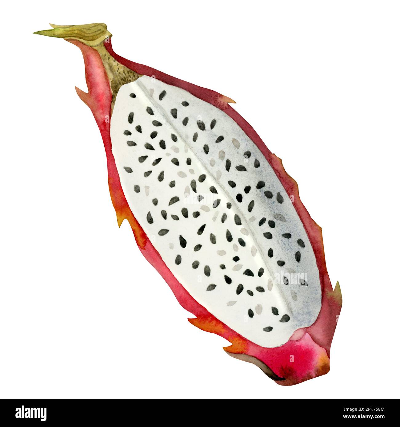 Illustration botanique de la tranche de fruit dragon rouge aquarelle. Vue de dessus. Pitahaya nourriture tropicale avec des graines. Clipart pour les produits aux saveurs exotiques isolat Banque D'Images