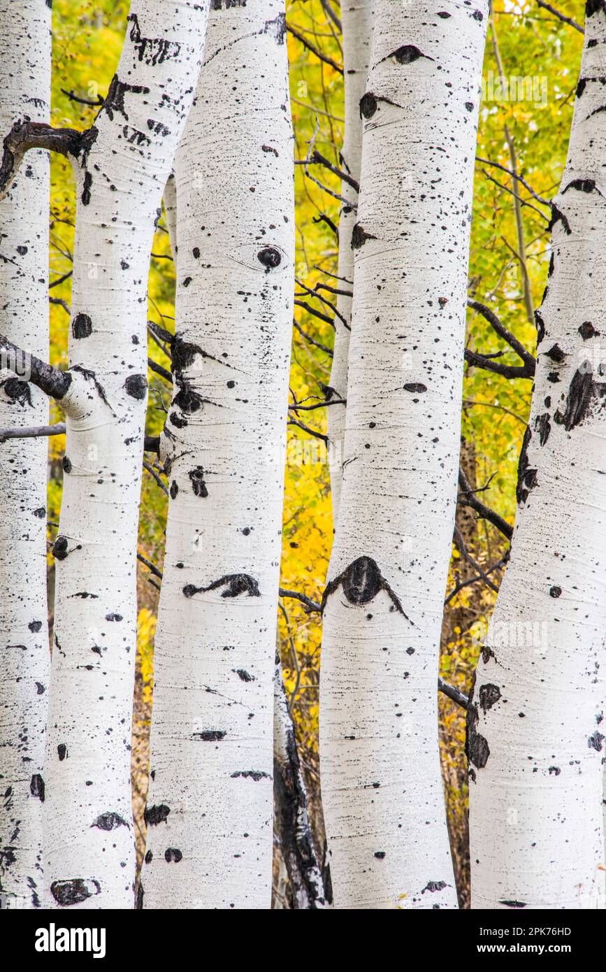 Gros plan de 5 troncs ou tiges de peuplier faux-tremble en format vertical, bon pour les motifs, les concepts, parc national de Grand teton, états-unis Banque D'Images