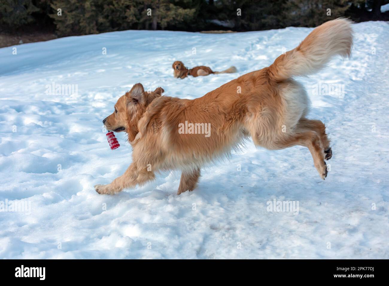Golden retriever jouer dans la neige Banque D'Images