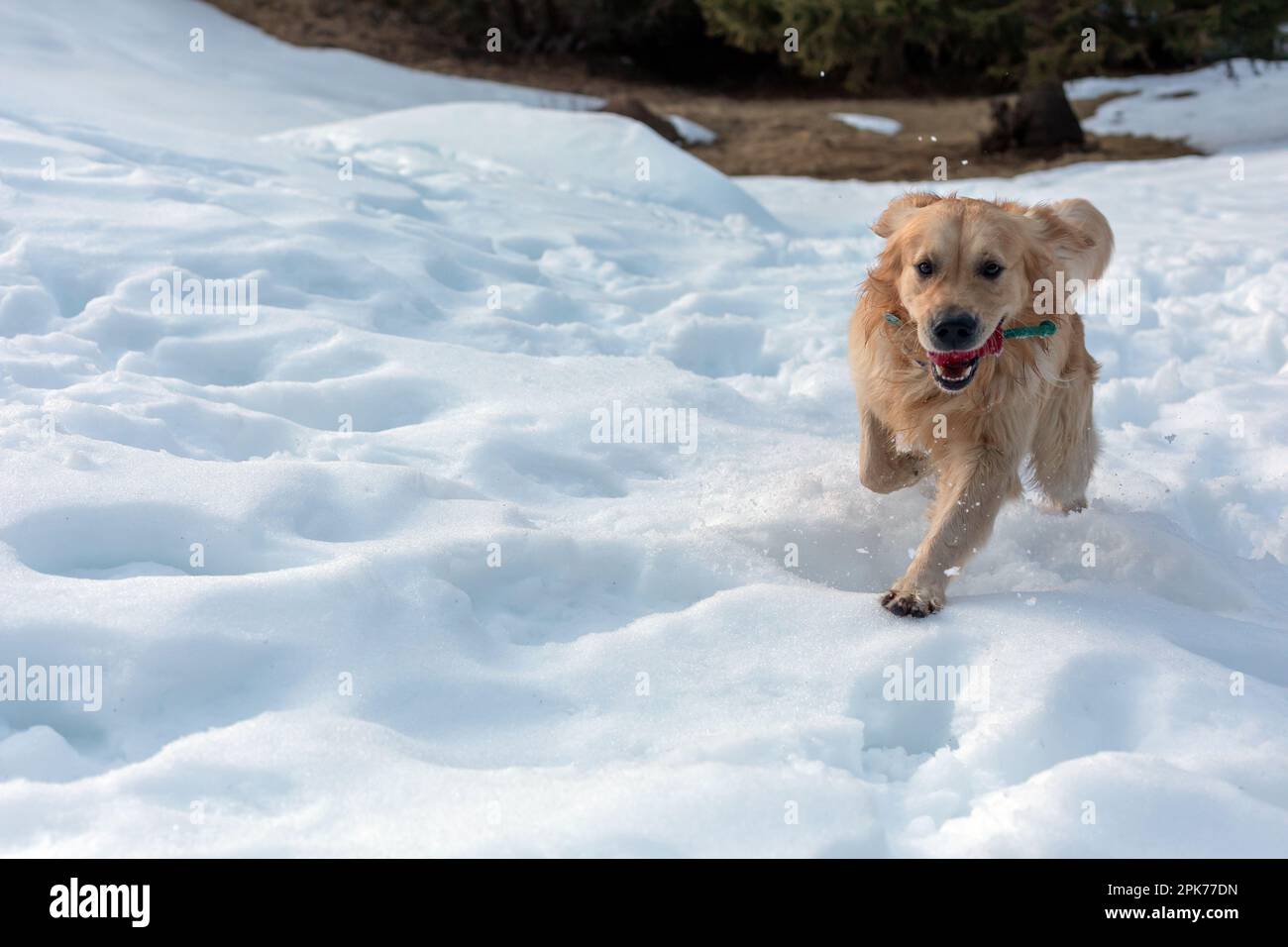 golden retriever joue dans la neige Banque D'Images