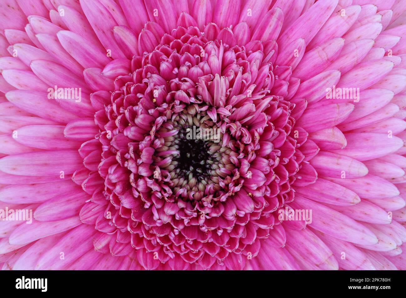 Des centaines de petits pétales à l'intérieur d'une macro de chrysanthème rose Banque D'Images