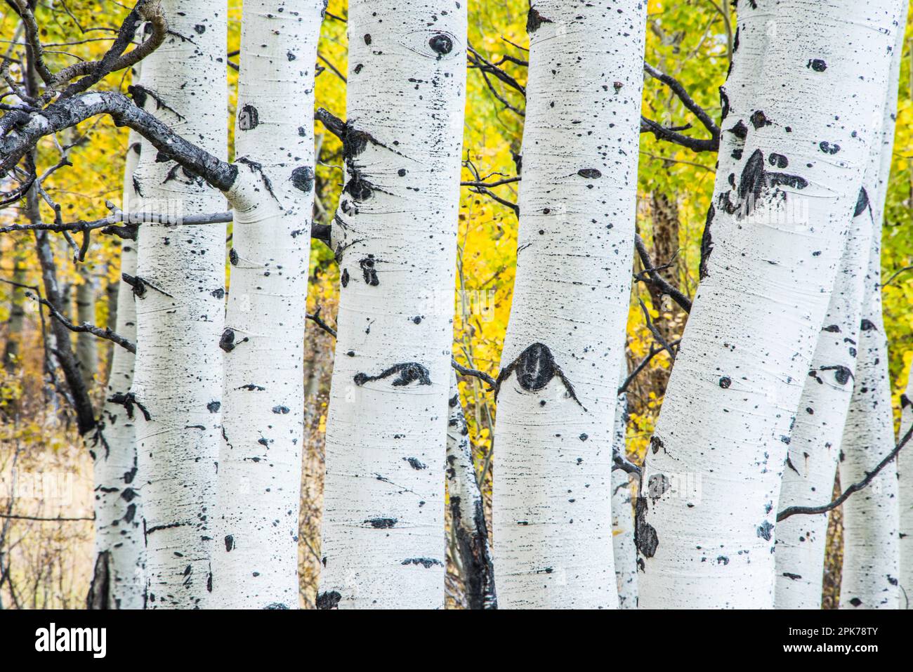 Gros plan de 5 tiges ou troncs de peuplier faux-tremble avec feuillage d'automne en arrière-plan. Parc national de Grand Teton, Wyoming, États-Unis Banque D'Images