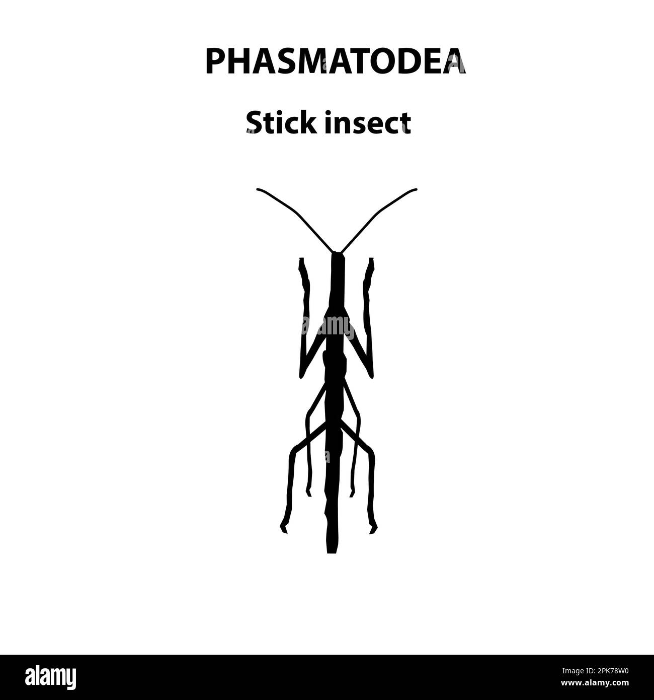 Insecte de tige de Phasmatodea pour étude scientifique Illustration de Vecteur
