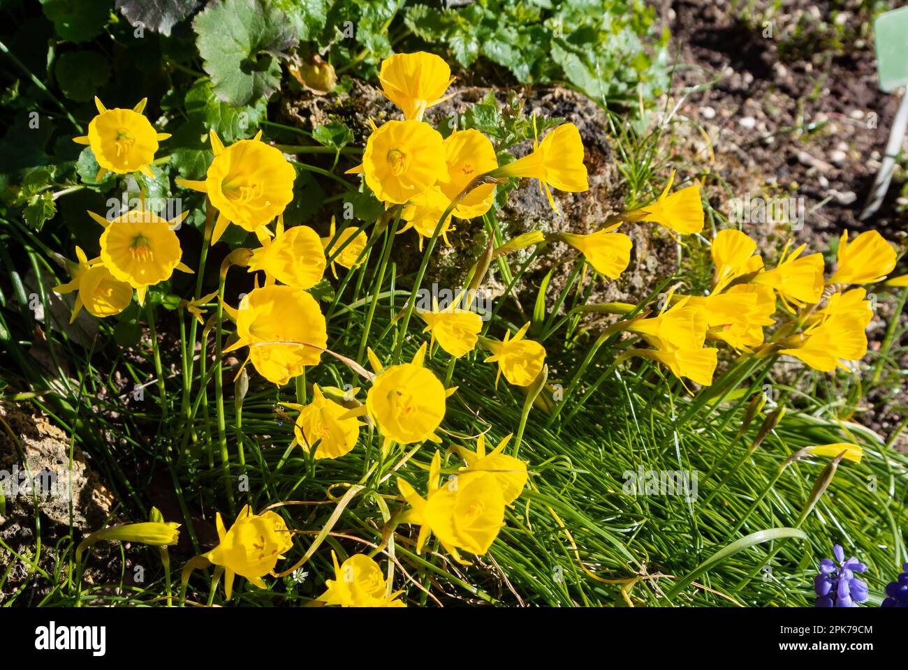 Narcisse bulbocodium, joncoat jonodil, jonop-pjucoat jonodil, fleurs jaunes Banque D'Images